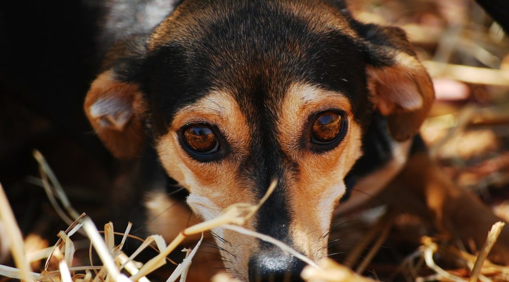 Museum slag screech Einen Hund aus dem Tierheim adoptieren – so geht's - Tierschutz ist wichtig